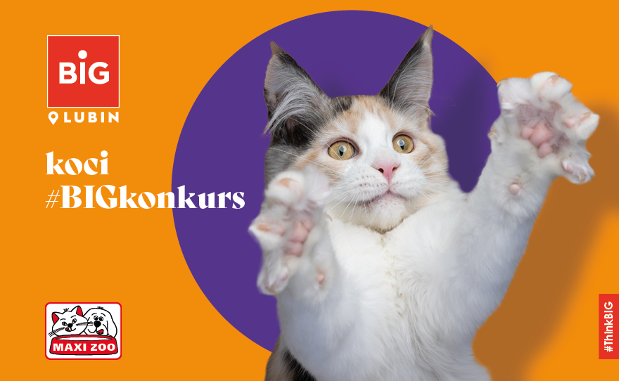 Weź udział w konkursie z okazji Dnia Kota!