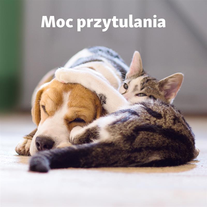 Czy Wasze pupile lubią przytulanie?