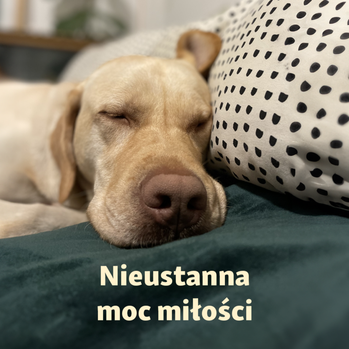 Blue Monday? Z najlepszym przyjacielem niestraszny!