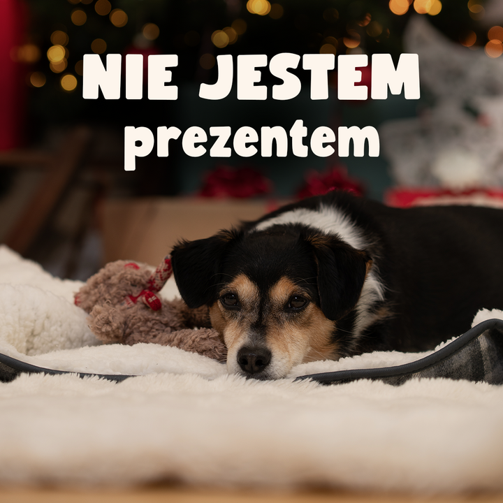 Automatycznie zapisany szkic