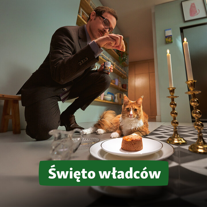 Złap ekstrapromocję z okazji Dnia Kota w Maxi Zoo! 
